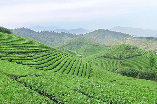 福建茶叶